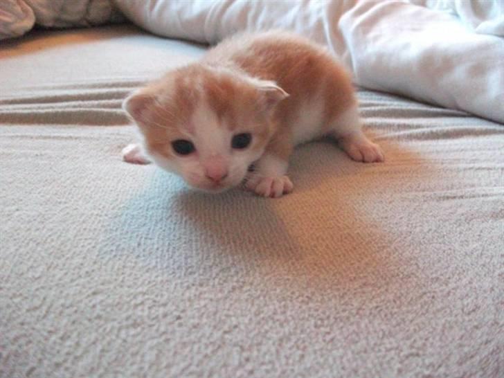 Huskat Anton - Et af mine yndlingsbilleder indtil nu. <3 billede 17