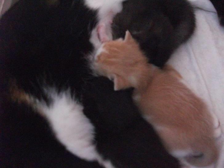 Huskat Anton billede 18