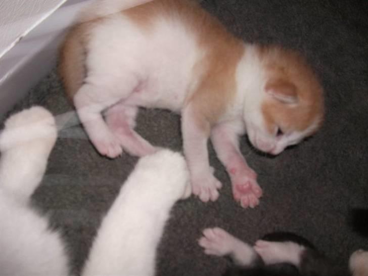 Huskat Anton - Og så kunne hun ikke mere.. Sikke hårdt katteliv ;) billede 19