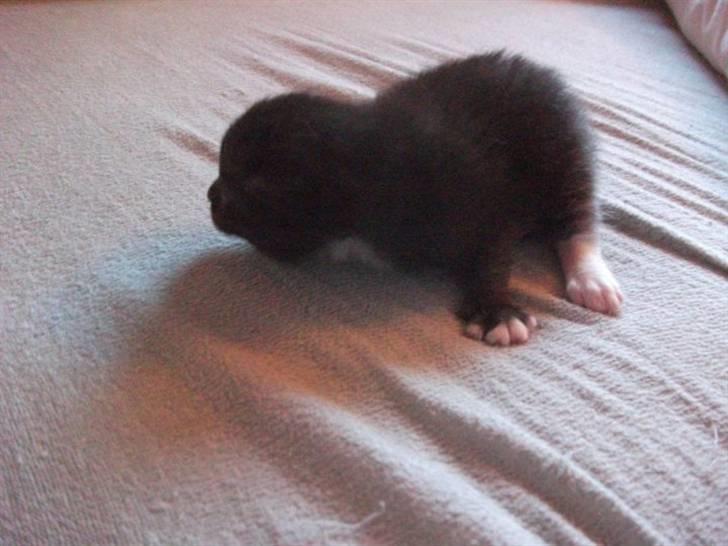 Huskat Malou billede 5