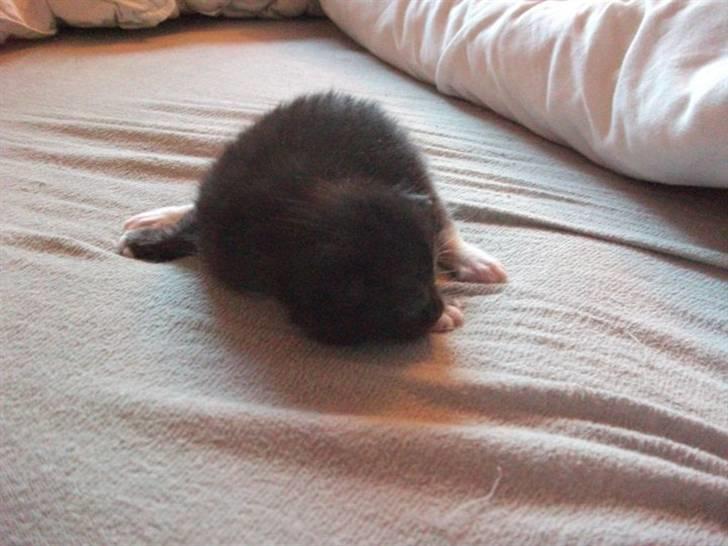 Huskat Malou billede 6