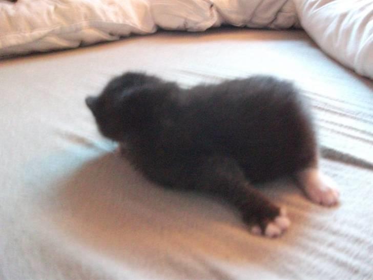 Huskat Malou - Se mine fine hvide tæer! billede 7