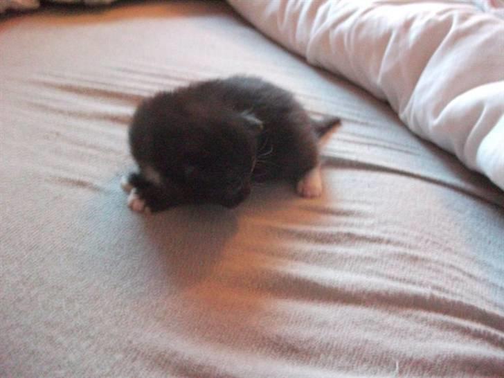 Huskat Malou billede 8