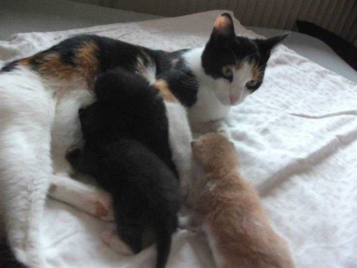 Huskat Malou - Om nom nom.. Jeg er sulten! Yderst til venstre :D billede 9