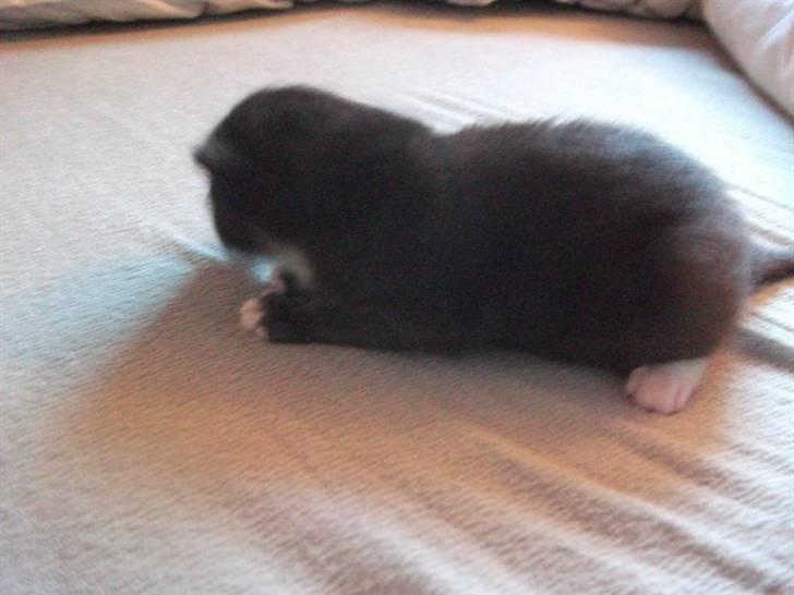 Huskat Malou billede 10