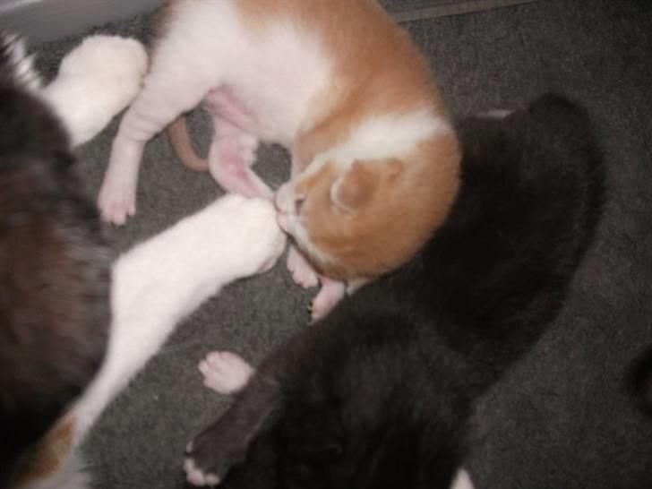 Huskat Malou - Roder rundt med røde bror :D billede 11