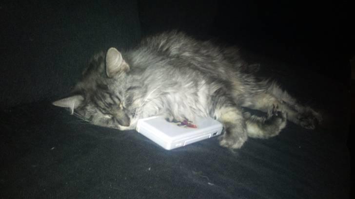 Maine Coon Sleipner/Koda - Ja man bliver vel træt af at spille Nintendo billede 2