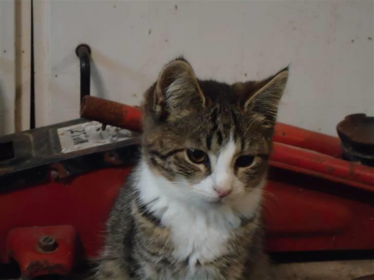 Huskat Vanillia solgt - Velkommen til Vanillias profil;D billede 1