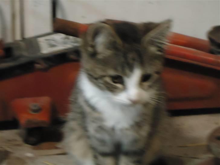 Huskat Vanillia solgt - Smukke;D billede 2