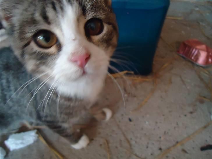 Huskat Vanillia solgt - Hvad er det du har i hånden? billede 3