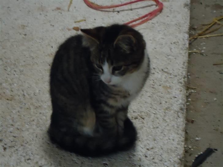 Huskat Vanillia solgt - Hvad var det?:D billede 4