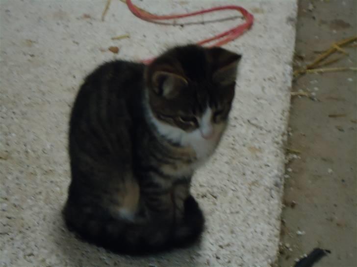 Huskat Vanillia solgt - Hvad sker der? billede 5