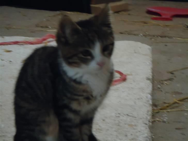 Huskat Vanillia solgt - Jeg så noget:D billede 6