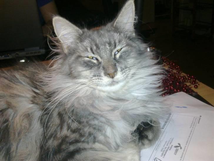 Maine Coon Sleipner/Koda - Er jeg ikke fin??? billede 3