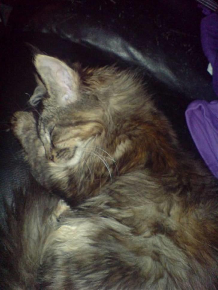 Maine Coon Sleipner/Koda - Lige et billede af Signe, som vi måtte aflive i maj, da hun havde nyreproblemer...Hun blev 8. mdr. billede 4