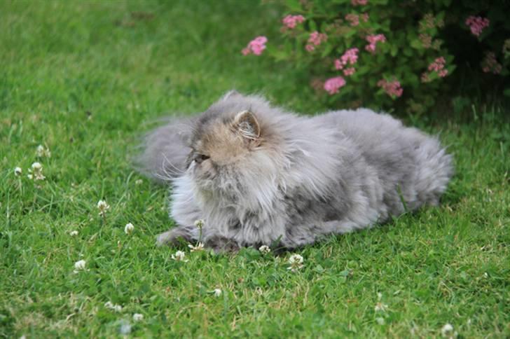 Perser Conrad og Viola billede 11