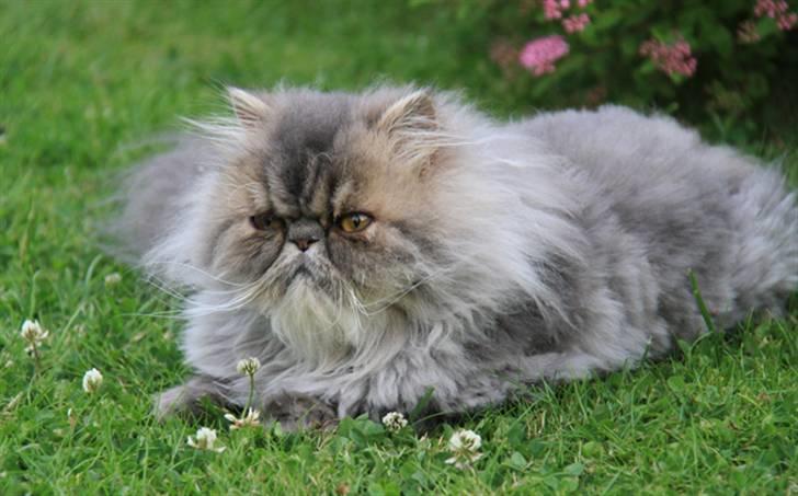 Perser Conrad og Viola billede 12