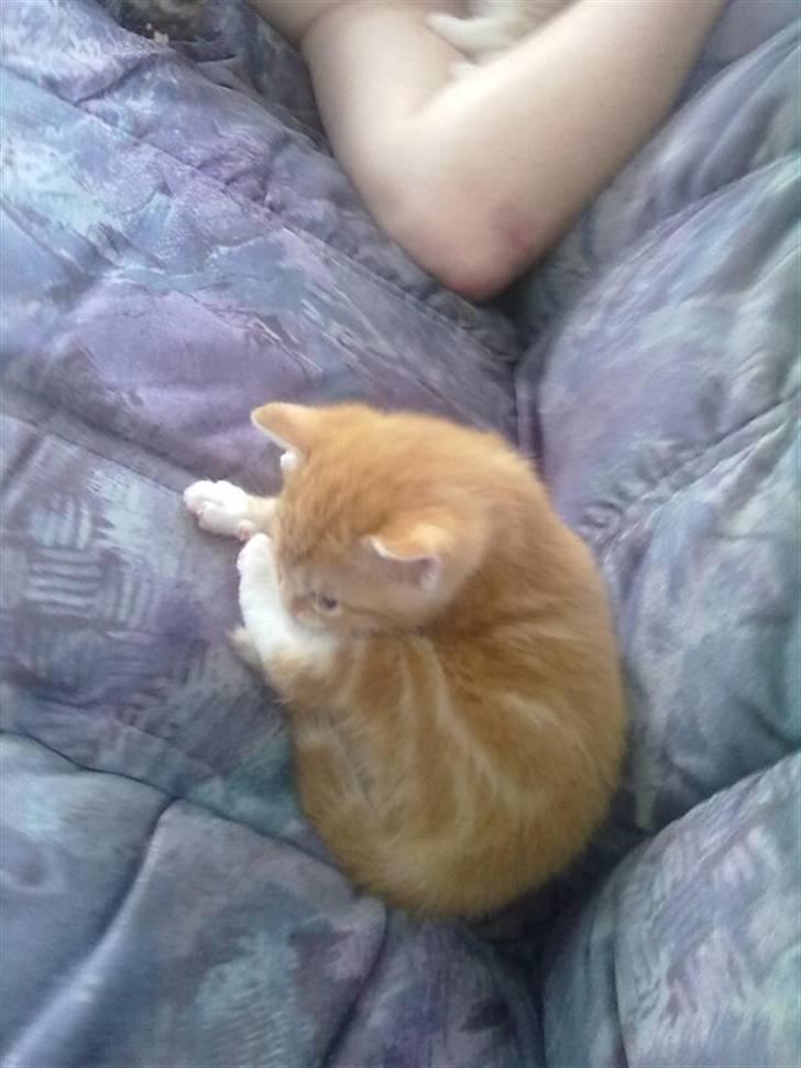 Huskat Max billede 12