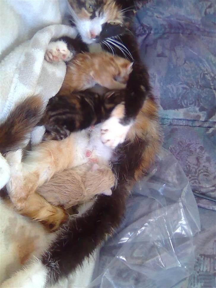 Huskat Max billede 13