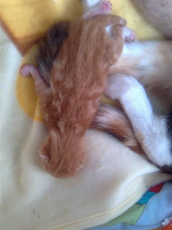 Huskat Max billede 14