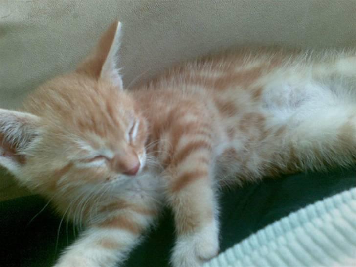 Huskat Max billede 15