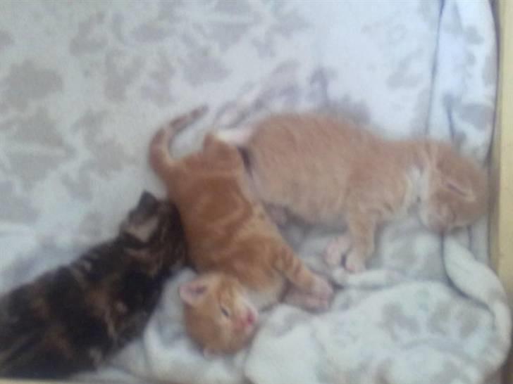 Huskat Max billede 16