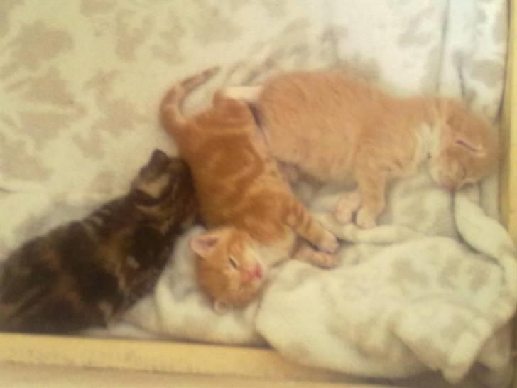 Huskat Max billede 17