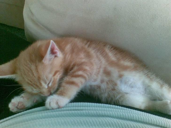 Huskat Max billede 18