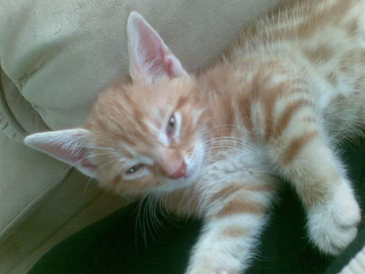 Huskat Max billede 19