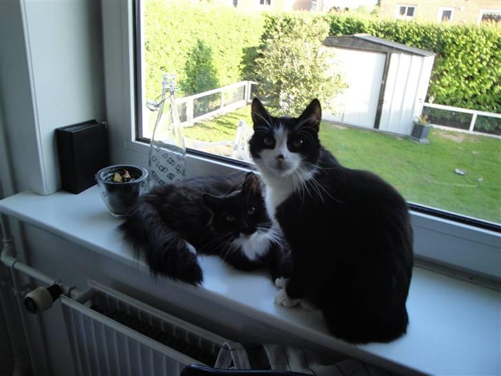 Norsk Skovkat Cutie R.I.P - mor og mig hygger i vinduskarmen :D billede 9