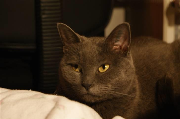 Blanding af racer Figi (Figaro)  billede 7