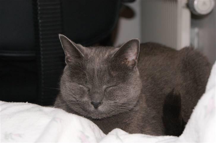 Blanding af racer Figi (Figaro)  billede 8