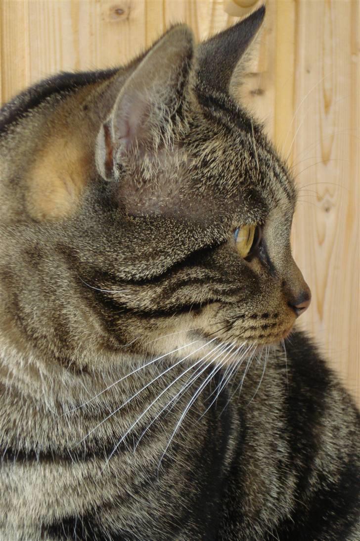 Europé IC. DK*Wehnerts Qaiser - Qaiser,hvorhen kikker du? billede 1