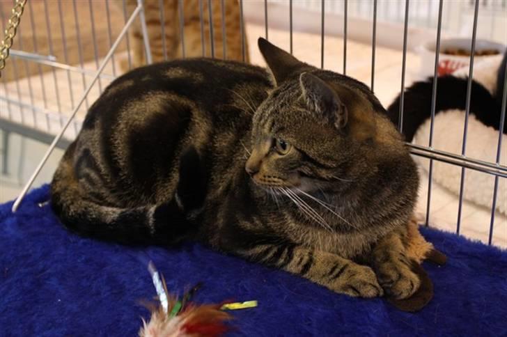 Europé IC. DK*Wehnerts Qaiser - Her er Qaiser po udstillning 2010 billede 2