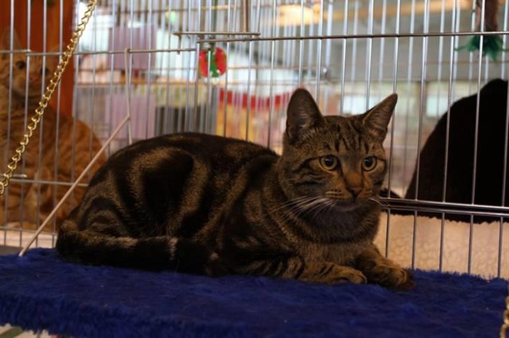 Europé IC. DK*Wehnerts Qaiser - ogse po udstillning 2010 billede 3