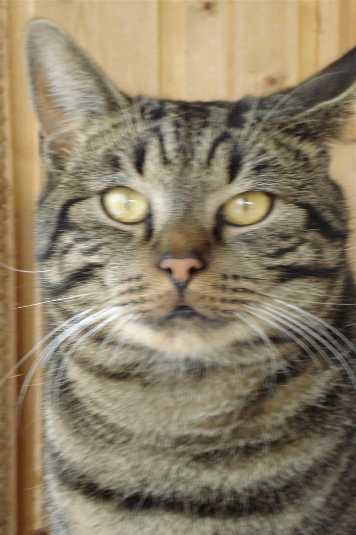 Europé IC. DK*Wehnerts Qaiser - Spaennend? billede 4