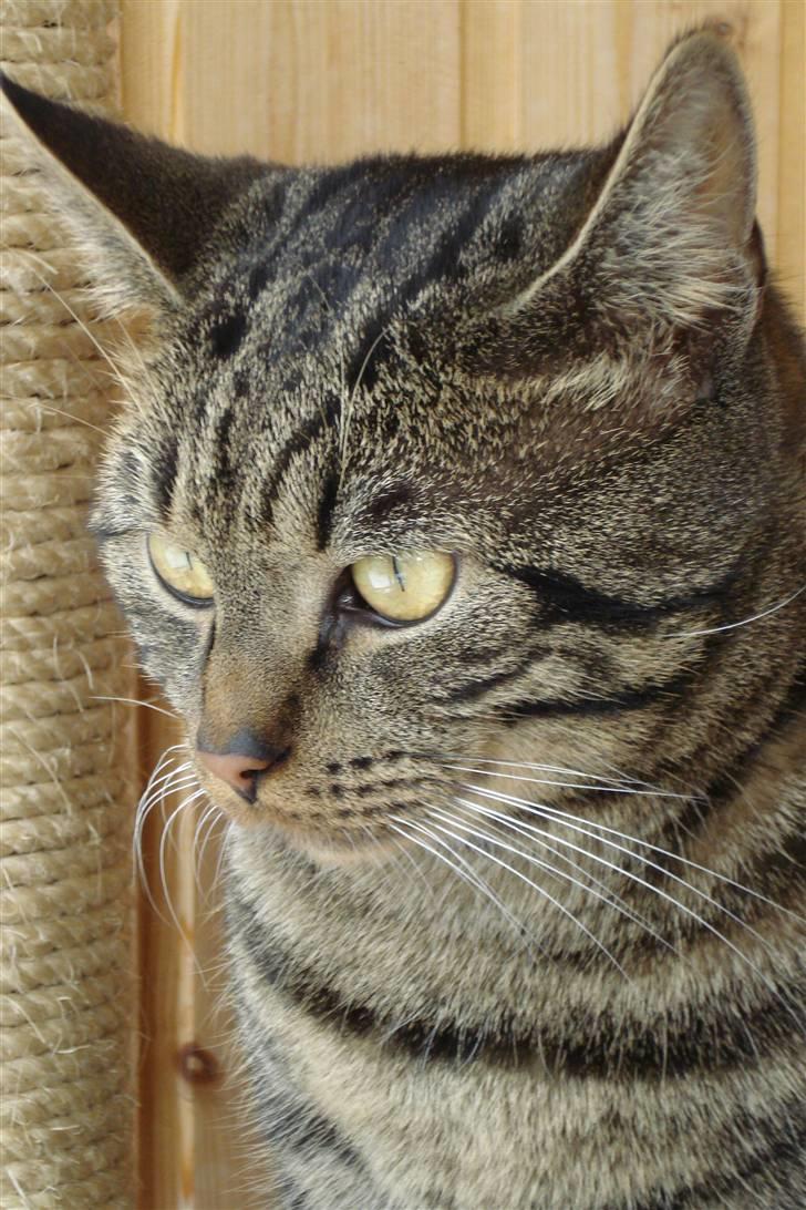 Europé IC. DK*Wehnerts Qaiser - Jeg nyder kun!! billede 5