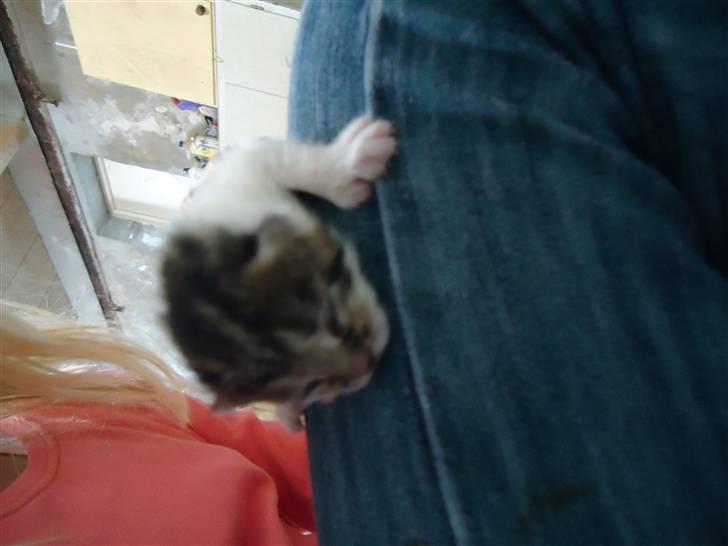 Huskat Fiona solgt - da hun var en lille bebs;D billede 3