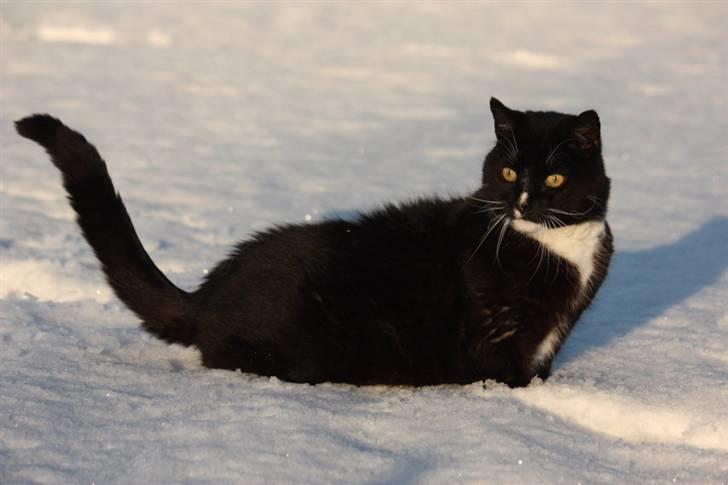 Huskat Thor mis billede 6