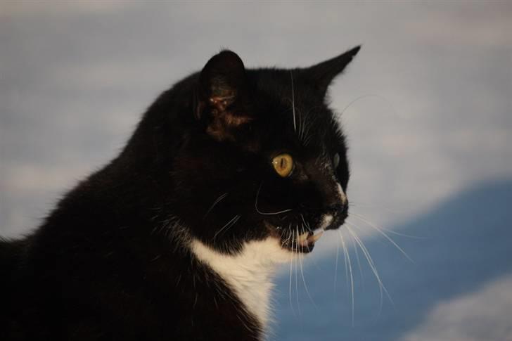 Huskat Thor mis billede 7