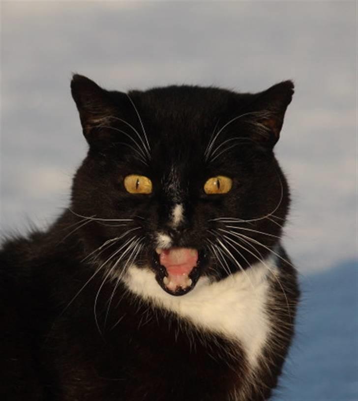 Huskat Thor mis billede 8