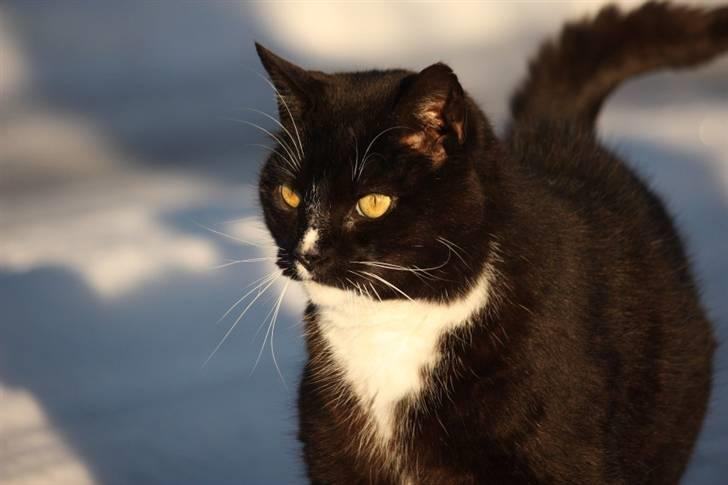 Huskat Thor mis billede 9