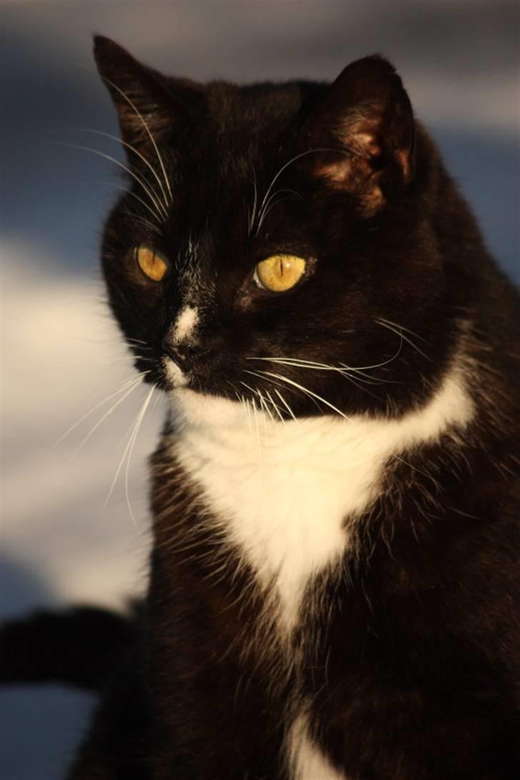 Huskat Thor mis billede 10