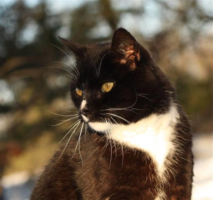 Huskat Thor mis billede 11