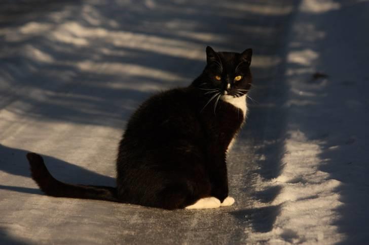 Huskat Thor mis billede 12