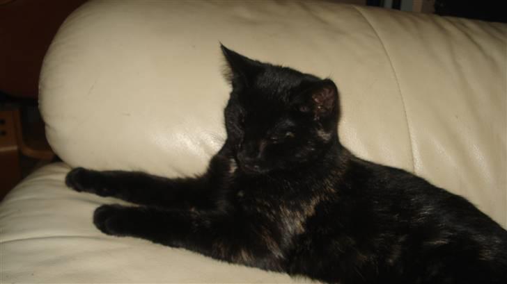 Blanding af racer karla billede 1