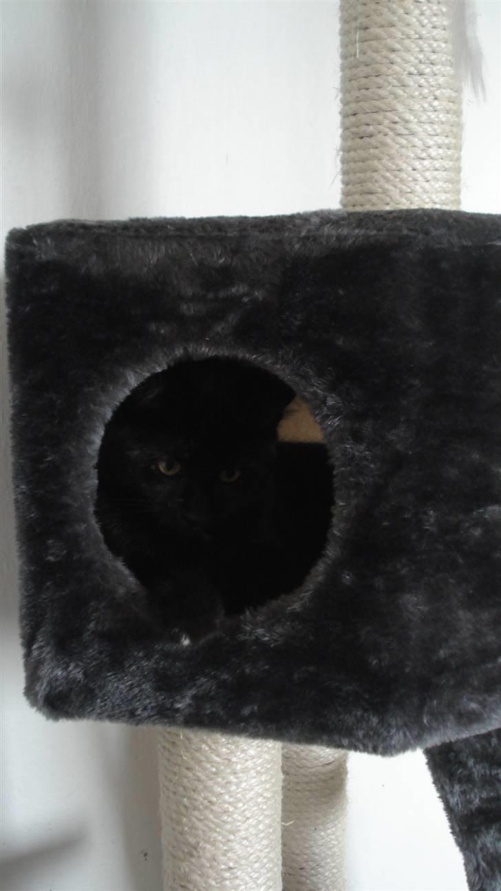 Blanding af racer karla billede 2