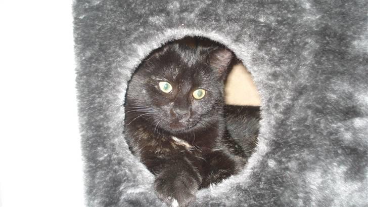 Blanding af racer karla billede 3