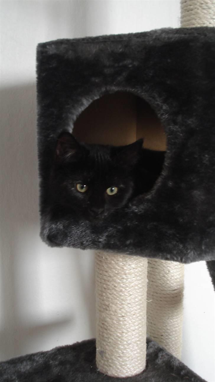 Blanding af racer karla billede 4