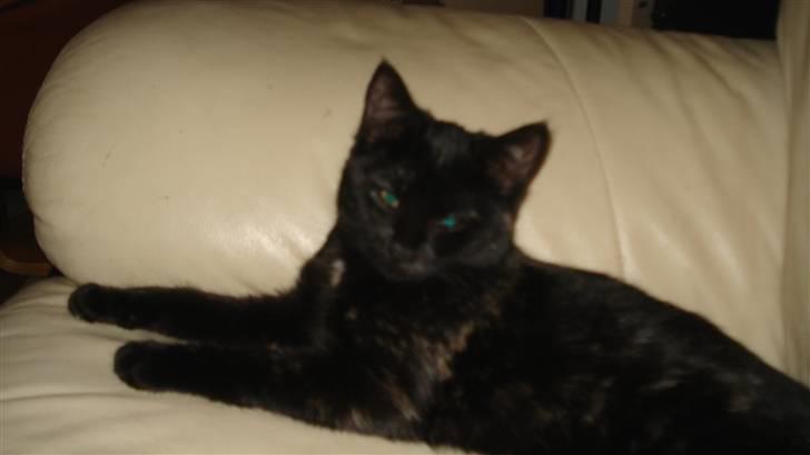 Blanding af racer karla billede 5